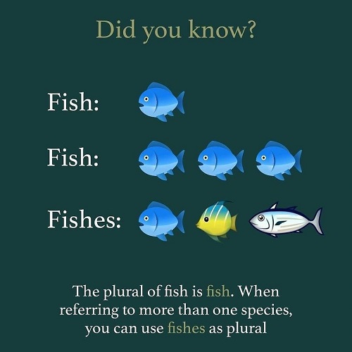 fish pet grammar.jpg